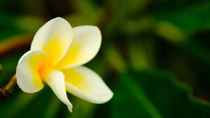 Frangipani flowers. Blooming Plumeria also known as pagoda tree, temple tree or West Indian jasmine