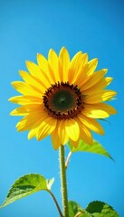 Obraz premium Single sunflower against clear blue sky, sunny day, beautiful, sunshine, rural