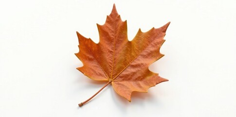 Earthy tone brown leaf isolation on white background with subtle shadow effect, backgrounds, foliage