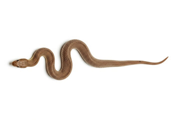 Fototapeta premium Brown Snake with straight body isolated on white background