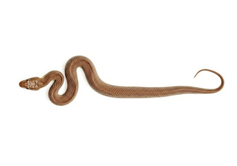 Fototapeta premium Brown Snake with straight body isolated on white background