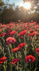 Vibrant red flowers blooming in a sunlit field during early morning hours in a serene landscape