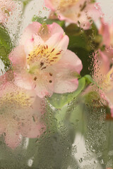 Soft focus  pink flower, green leaf bouquet through glass with wet water drops. Abstract nature...