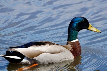 Duck on a lake