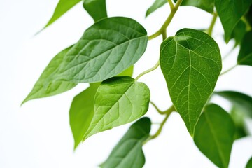 A close-up shot of a plant with vibrant green leaves, ideal for using in lifestyle or nature photography