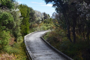 Fototapeta premium nature walk