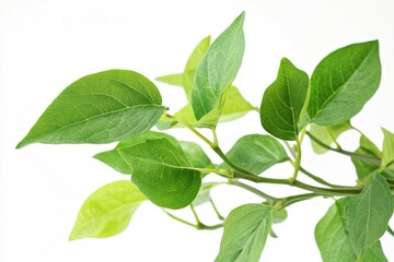 Fototapeta premium A detailed view of a plant's leaves
