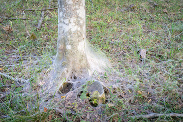 A bird cherry tree covered in webbing created by ermine moth caterpillars. Damage done by the...