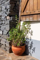 Pot with plants, Ponta do Pargo, Madeira