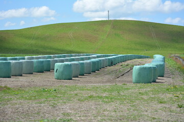 Obraz premium Balage placed on brassica crop