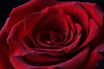 macro shot of a red rose with dew on a black background