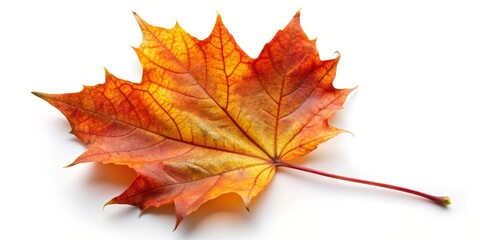 Obraz premium Single Autumn Maple Leaf