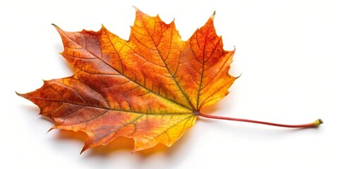 Obraz premium Single Autumn Maple Leaf