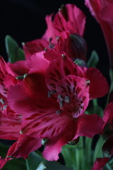 Naklejka premium beautiful alstromelias red tulip flower on black background, summer concept, close view