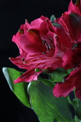 Fototapeta premium beautiful alstromelias red tulip flower on black background, summer concept, close view