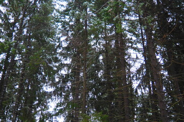 Spruce Picea is a coniferous evergreen tree of the Pine family Pinaceae. Evergreen trees. Common spruce, or Norway spruce Picea abies is widespread in northern Europe. Snowy winter coniferous forest