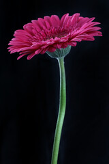 beautiful gerbera flower close up view, summer concept