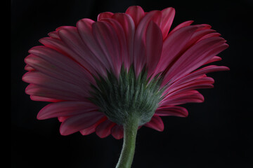 beautiful gerbera flower close up view, summer concept