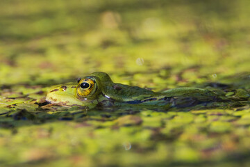 Edible frog in the pond, redeeming only the eyes. Pelophylax esculentus. Eyes of a frog above the water surface. 