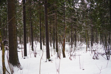 Spruce Picea is a coniferous evergreen tree of the Pine family Pinaceae. Evergreen trees. Common spruce, or Norway spruce Picea abies is widespread in northern Europe. Snowy winter coniferous forest