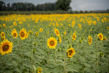Field of Sunflowers in Bloom
