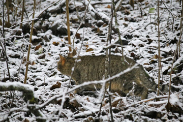 A wild cat with a striped coat is stealthily moving through a snowy forest, surrounded by scattered leaves and bare branches.