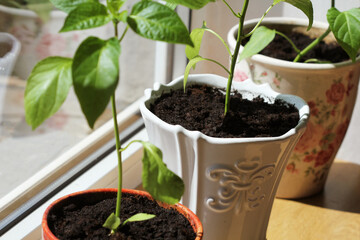 Pepper seedlings in  pots. Paprika plants growing in pots indoors. Seedlings of capsicum sweet pepper