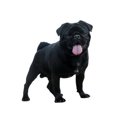 Cute pug dog portrait