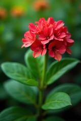 Fototapeta premium Colorful red and green foliage of adenium plant, plant, landscape