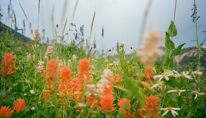 Summer Wild Flowers In Flower Field