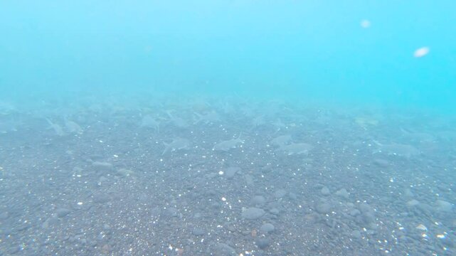 School of Bonefish Swimming in rough currents near a coral reef in Maui, Hawaii.