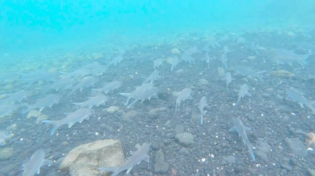 School of Bonefish Swimming in rough currents near a coral reef in Maui, Hawaii.