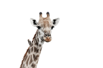 giraffe with Oxpecker on white
