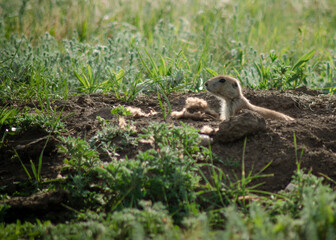 Prairie Dog appearing from burrow