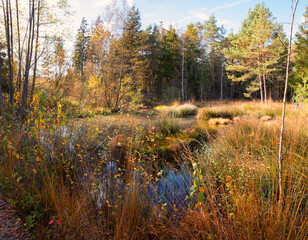 wild landscape Sterntaler filze, moor with swamp in autumnal colors, upper bavaria