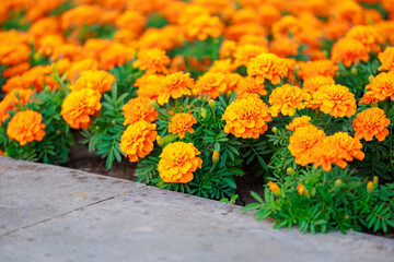A row of orange flowers are in garden