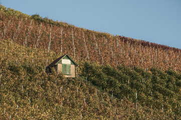 Weinberghütte in abgeerntetem Weinberg bei Metzingen