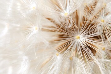 Close up of a flower with many small white petals
