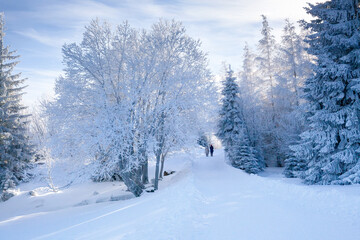 Obraz premium Karkonosze National Park on a clear day in winter, Poland