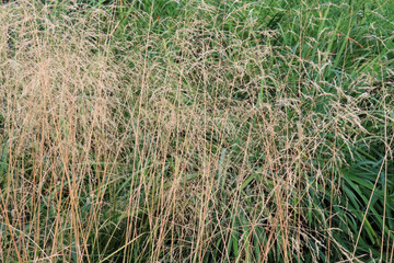 Obraz premium abstract nature background, dry autumn yellow grass