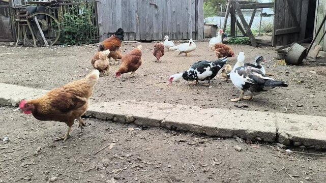 Young Loman Brown chickens in the pen eating food and pecking
