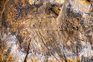 background of a wooden cut texture of a pine tree trunk on the ground - top view
