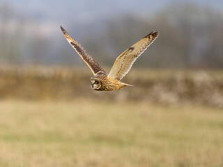 Short-eared owl, Asio flammeus