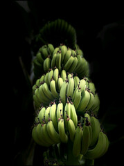 Banana Tree, Banana Harvest, Banana
