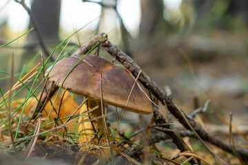 Xerocomus ferrugineus grows in the forest