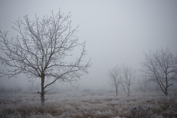 Frozen countryside on a foggy afternoon