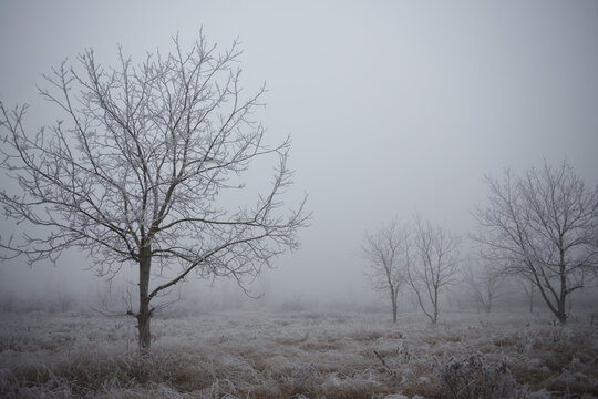 Frozen countryside on a foggy afternoon