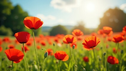 Fototapeta premium Vibrant red poppies bloom in a sun-drenched summer meadow , texture, field