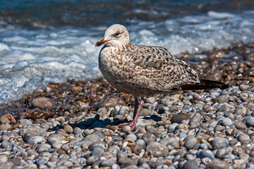 European herring gull.