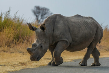 Fototapeta premium White Rhinoceros in south african safari